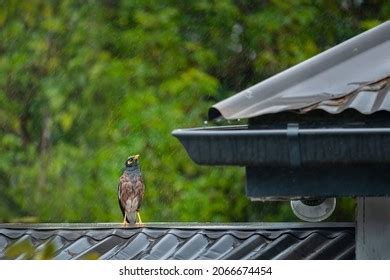 454 Rain Tin Roof Images, Stock Photos & Vectors | Shutterstock