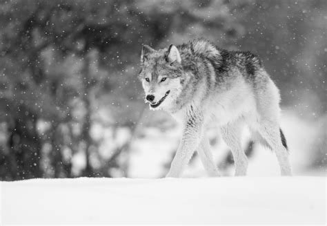 Yellowstone Winter Photography Tours & Workshops | Aaron's Photo Tours