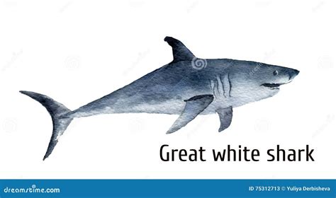 Watercolor Great White Shark. White Death Shark Isolated on White Background. for Design, Prints ...