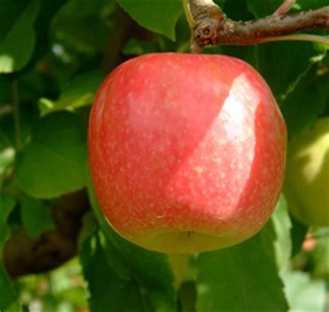 Pink Lady Apple Trees | No Longer Grown On The Nursery