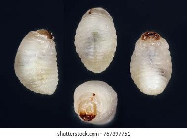 1,895 Weevil Larvae Images, Stock Photos, 3D objects, & Vectors | Shutterstock