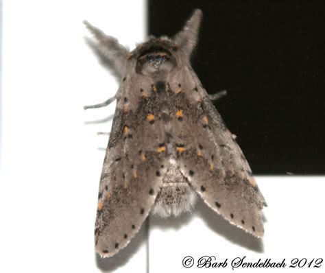 Gray Furcula Furcula cinerea (Walker, 1865) | Butterflies and Moths of ...