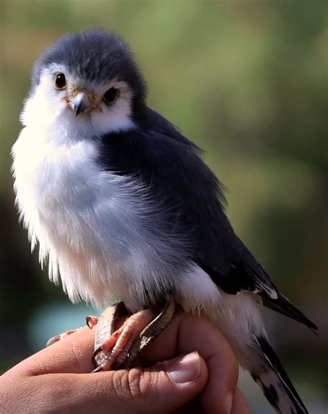 Pygmy falcon - watching me carefully. | Bird - African pygmy… | Flickr