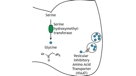 Neurotransmitter Synthesis and Storage – Foundations of Neuroscience