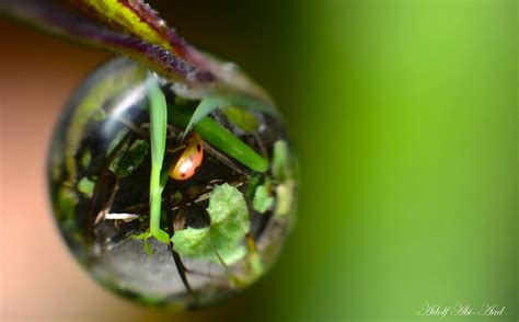 water, Drop, Macro, Nature, Macro, Zoom, Flowers, Gouttes, Pluie ...