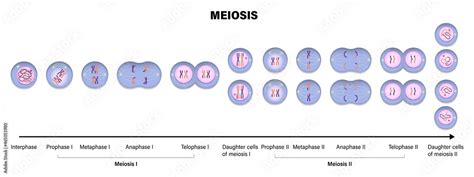 Meiosis Animal Cell