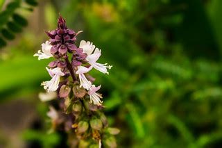 Tulsi (Holy Basil) | Seen @ Jaya's Garden | Thangaraj Kumaravel | Flickr