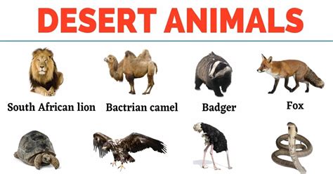 Desert Animals With Names