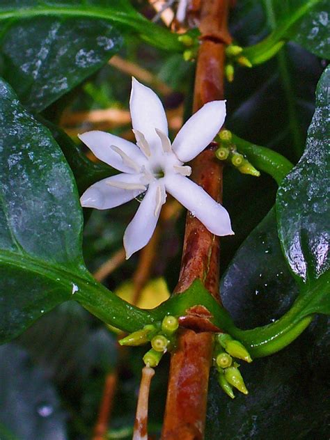 Coffea arabica (Arabian Coffee, Coffee, Coffee Plant) | North Carolina Extension Gardener Plant ...