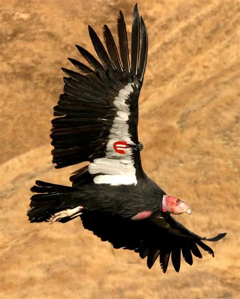 California Condor Facts - Where Do California Condors Live? - What Do California Condors Eat?