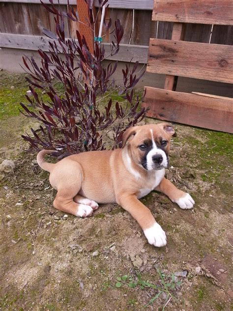 Boxer German Shepherd Mix Puppies / German Shepherd Boxer Mix: The Greatest Guard Dog? - Perfect ...