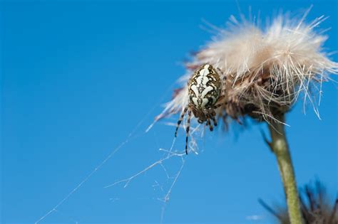 Spider Hanging On Spider Web · Free Stock Photo