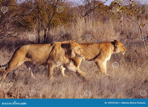 Lion walk stock image. Image of roaring, danger, howling - 10976183