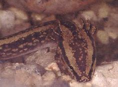 32 Mudpuppy AKA Waterdog ideas | salamander, amphibians, water dog