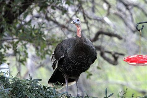 Pavo (Meleagris) - Picture Bird