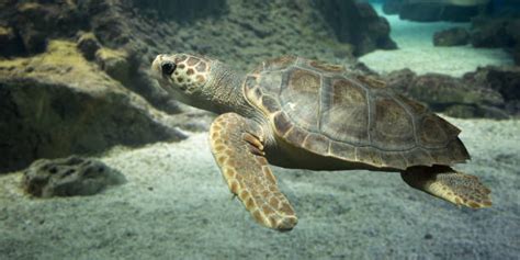 120+ Sea Turtles Migration Stock Photos, Pictures & Royalty-Free Images - iStock