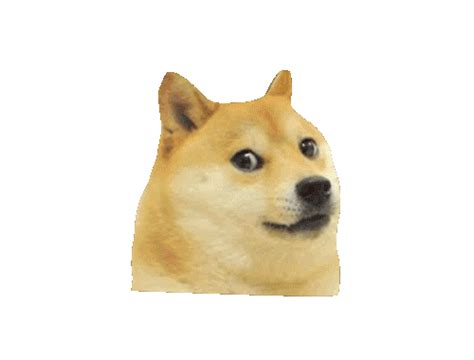 doge gifs | WiffleGif