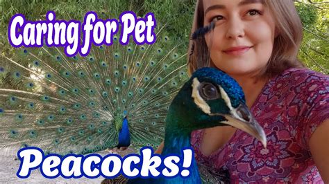 Peacock Care, Everything You Need to Know About Peafowl - YouTube