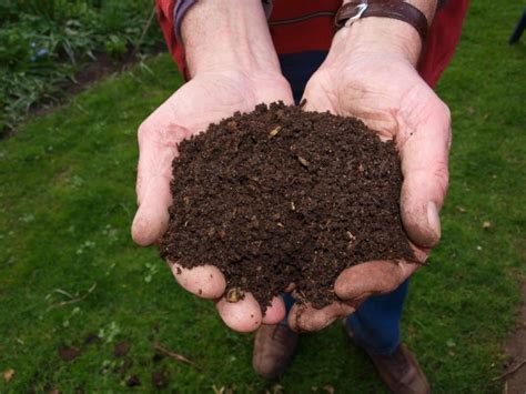 How to Deal with Maggots in Your Compost