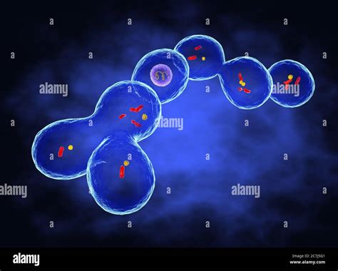 Illustration of Leuconostoc citreum. L. citreum belongs to the group of ...