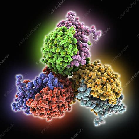 Follicle-stimulating hormone complex - Stock Image - C016/2794 - Science Photo Library