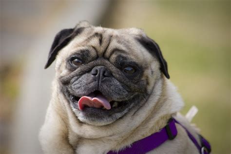 Pug Dog | HDWalle