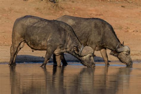 Premium Photo | Cape buffalo herd