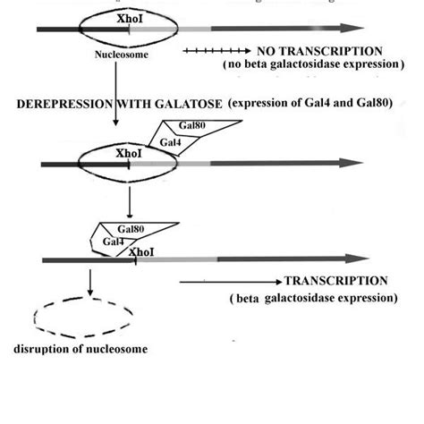 A β-galactosidase expression system in yeast. The E. coli... | Download Scientific Diagram