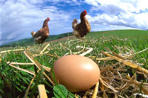 Which came first, the chicken or the egg? | New Scientist