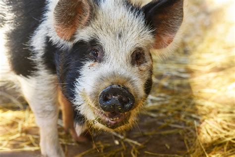 Kunekune Pig | The Maryland Zoo