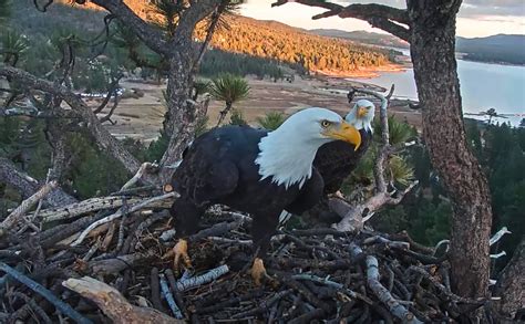 Big Bear eagles Jackie and Shadow build their nest again