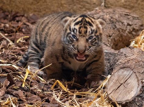 London Zoo Have Shared First Images Of Newborn Sumatran Tiger Cubs