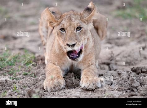 Lion Cub in Kenya Africa Stock Photo - Alamy