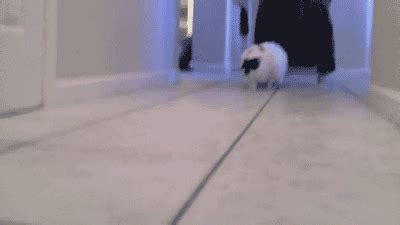 Cat Running GIF - Find & Share on GIPHY