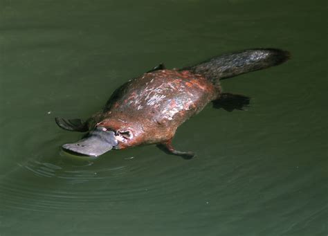 Species Feature: Platypus | Australian Wildlife Journeys