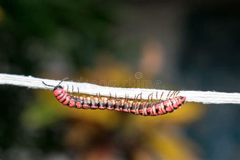 Millipede Pink.-Pink Dragon Millipede A Dragon Millipede Found I Stock Photo - Image of closeup ...