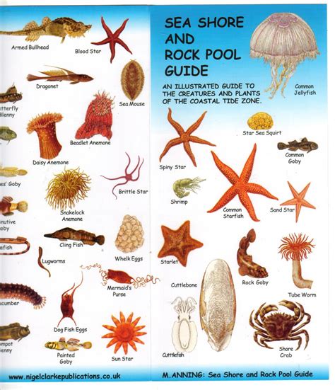 oregon tide pool identification - Google Search | Rock pools, Tide pools, Marine animals