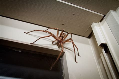 Australian Brown Huntsman | You know it's a big spider when … | Flickr ...