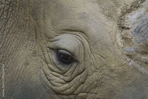 rhino eye close up Stock Photo | Adobe Stock