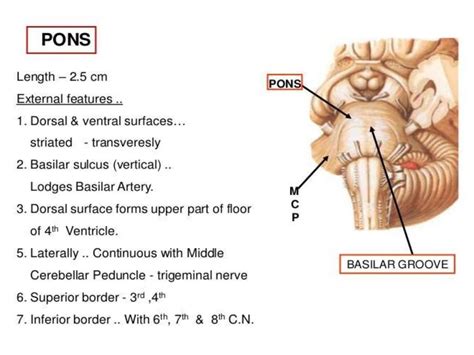 Pons anatomy and syndromes