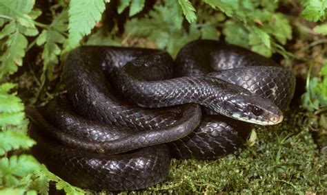 Black Garden Snakes In Ohio | Fasci Garden