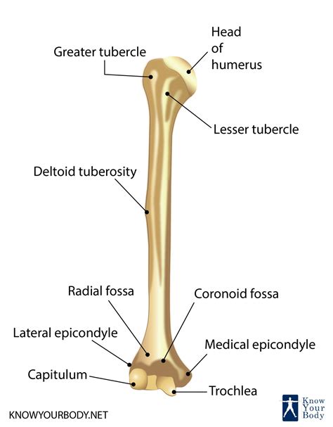 Proximal Humerus Anatomy