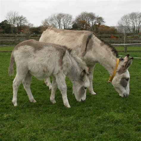 Donkey Sanctuary is fundraising for The Donkey Sanctuary