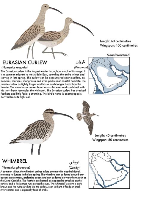 Working on a field guide to our species : r/Ornithology