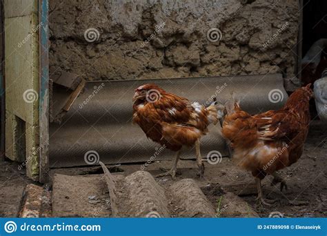 Chicken Coop with Brown Hens. Poultry, Domestic Fowl, Countryside Life ...