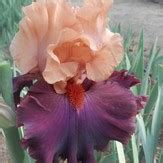 Ga-Glo - Horton Iris Garden