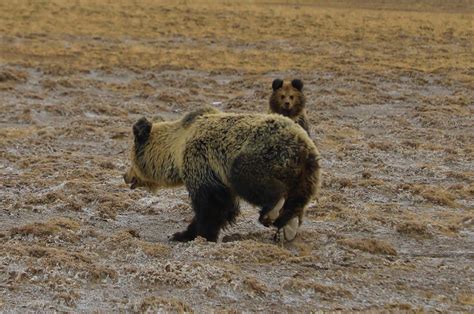 CGTN - Family hour! 🐻🐻🐻 An adult Tibetan blue bear and...