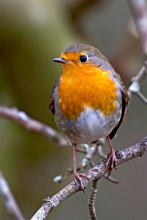 Robin perched on branch | Pet birds, Beautiful birds, Cute birds