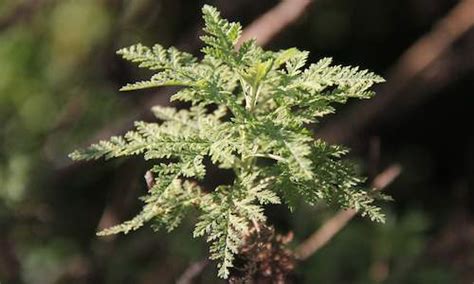 South African Medicinal Plants