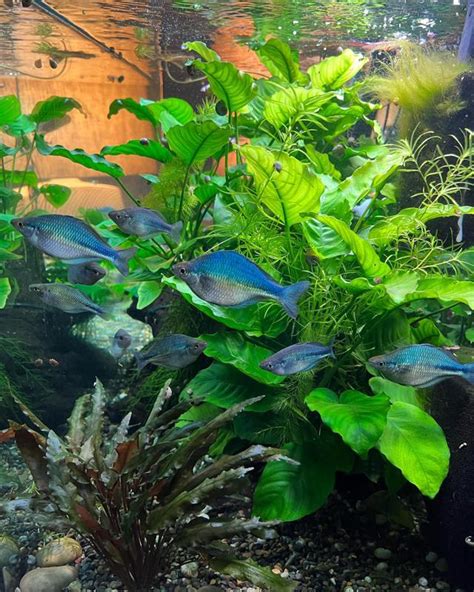 Australian Rainbow Fish: Size, Care & Tank Mates
